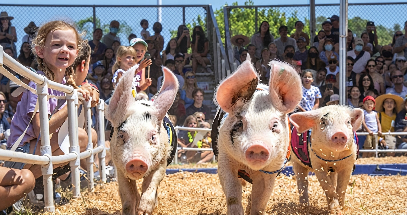 Three pigs sprint toward the camera in a dirt pen as spectators cheer behind a fence.