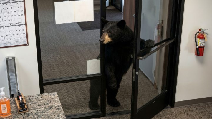 Black bear standing at office doorway, partially inside, looking to the side through glass doors