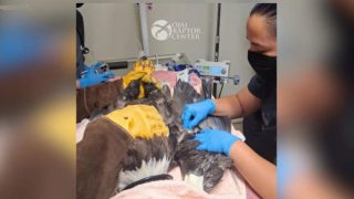 Two staff members in blue gloves treating a large raptor on a table in a veterinary clinic, with medical equipment nearby.