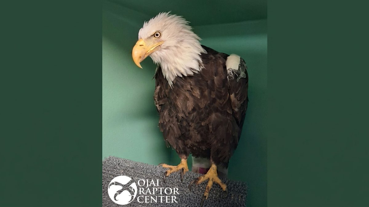 Bald eagle perched on a gray mat inside a green-walled enclosure at a raptor rehabilitation center, facing left with a sharp yellow beak.