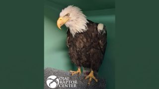 Bald eagle perched on a gray mat inside a green-walled enclosure at a raptor rehabilitation center, facing left with a sharp yellow beak.