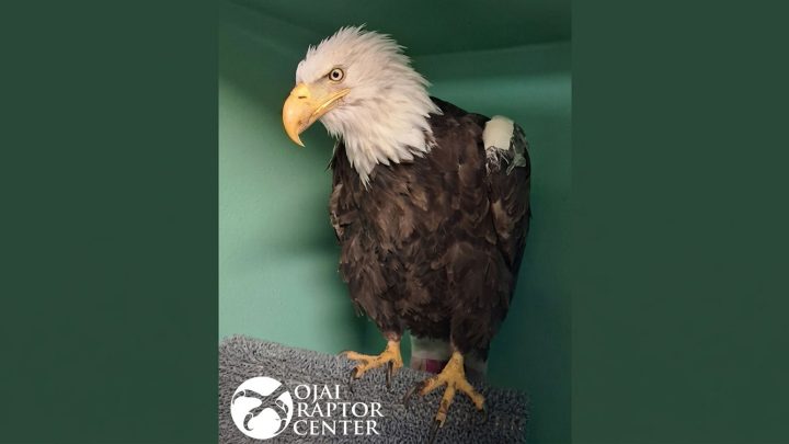 Bald eagle perched on a gray mat inside a green-walled enclosure at a raptor rehabilitation center, facing left with a sharp yellow beak.